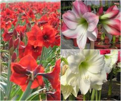 Amaryllis Garden Collection (6 bulbs)